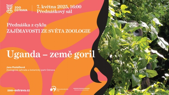 Uganda - země goril