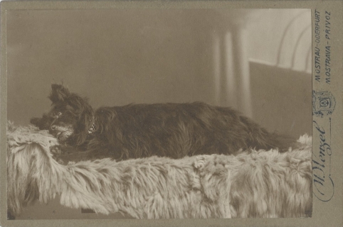 Wenzel