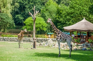 Žirafa Rothschildova, foto: archiv ZOO