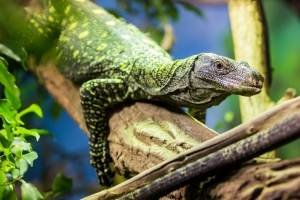 Varan papuánský, foto: archiv ZOO