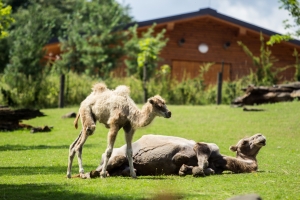 Velbloud dvouhrbý, foto: archiv ZOO