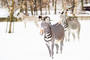 Zebry Grévyho, autor: Pavel Vlček, ZOO Ostrava