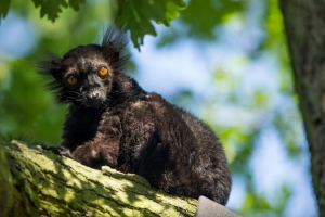 Lemur tmavý,  autor: Pavel Vlček, ZOO Ostrava