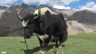 Festival ProTibet