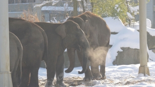 Objevte kouzlo zimní zoo