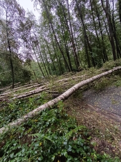 Popadané stromy v zoo, foto: T. Dvořák