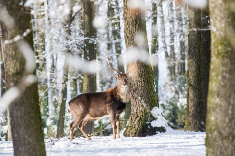 Vánoce v Zoo Ostrava