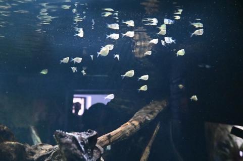 Pavilon Malá Amazonie znovu otevřen