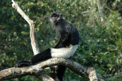 Langur Delacourův, foto: Tilo Nadler