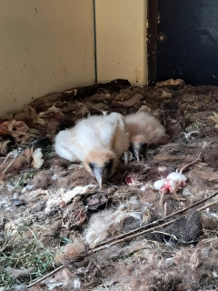 Mláďata supa mrchožravého, foto: L. Juříková