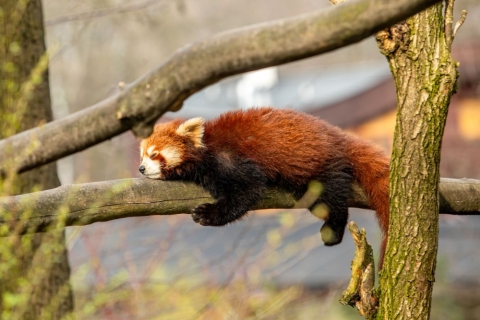 Panda červená, foto: M. Vlčková