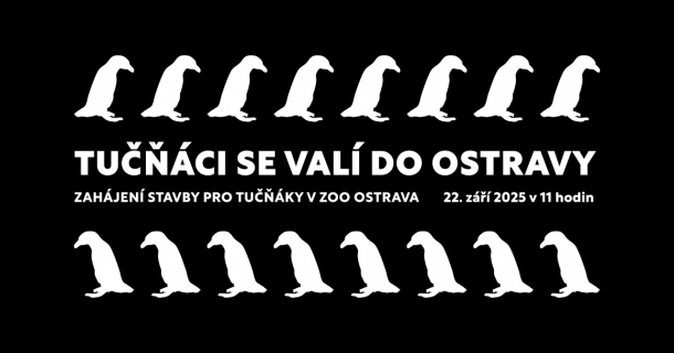 Tučňáci se valí do Ostravy