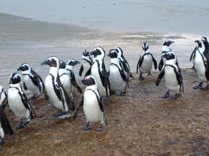 Tučňáci se valí do Ostravy