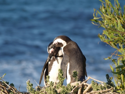 Tučňáci se valí do Ostravy