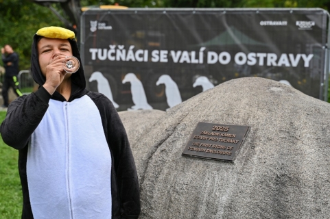 Tučňáci, za dva roky v Ostravě!