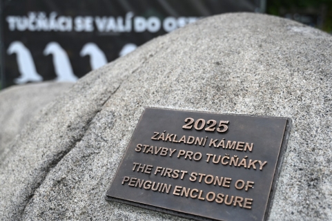 Tučňáci, za dva roky v Ostravě!