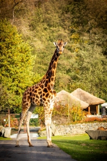 Zoo Ostrava: návštěvník 600 000