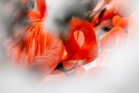 Plameňáci kubánští, foto: M. Vlčková