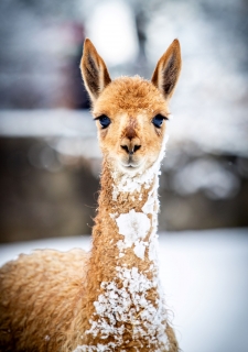 Vikuna, foto: M. Vlčková