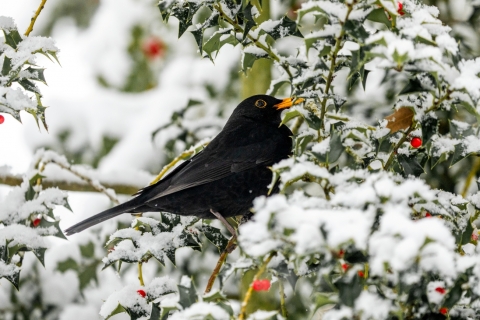 Zima v Zoo Ostrava, foto: M. Vlčková